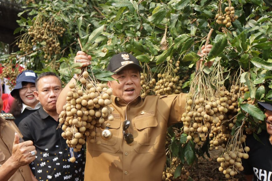 Kunjungan Kerja ke Lampung Timur Gubernur Arinal Panen Raya Kelengkeng Itoh