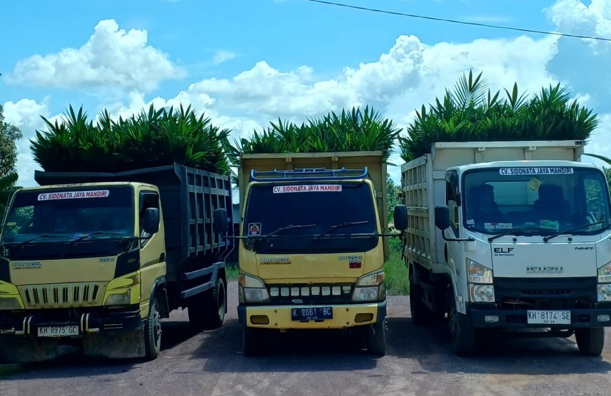 CV Sidonata Jaya Mandiri Dukung Reklamasi Tambang PT Cita Mineral Investindo dengan Bibit Sawit Berkualitas