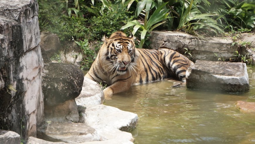 Konflik Satwa di Suoh Lampung Barat, Dua Warga Tewas Diterkam Harimau