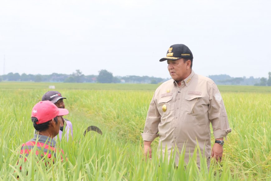 Gubernur Arinal Meminta Masyarakat Menahan Diri Agar Tidak Jual Gabah Kepada Tengkulak