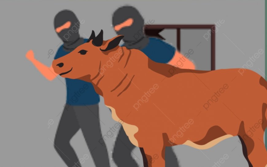 Curi Sapi, Dua Pelaku Sembunyikan Hewan di Kamar Rumah